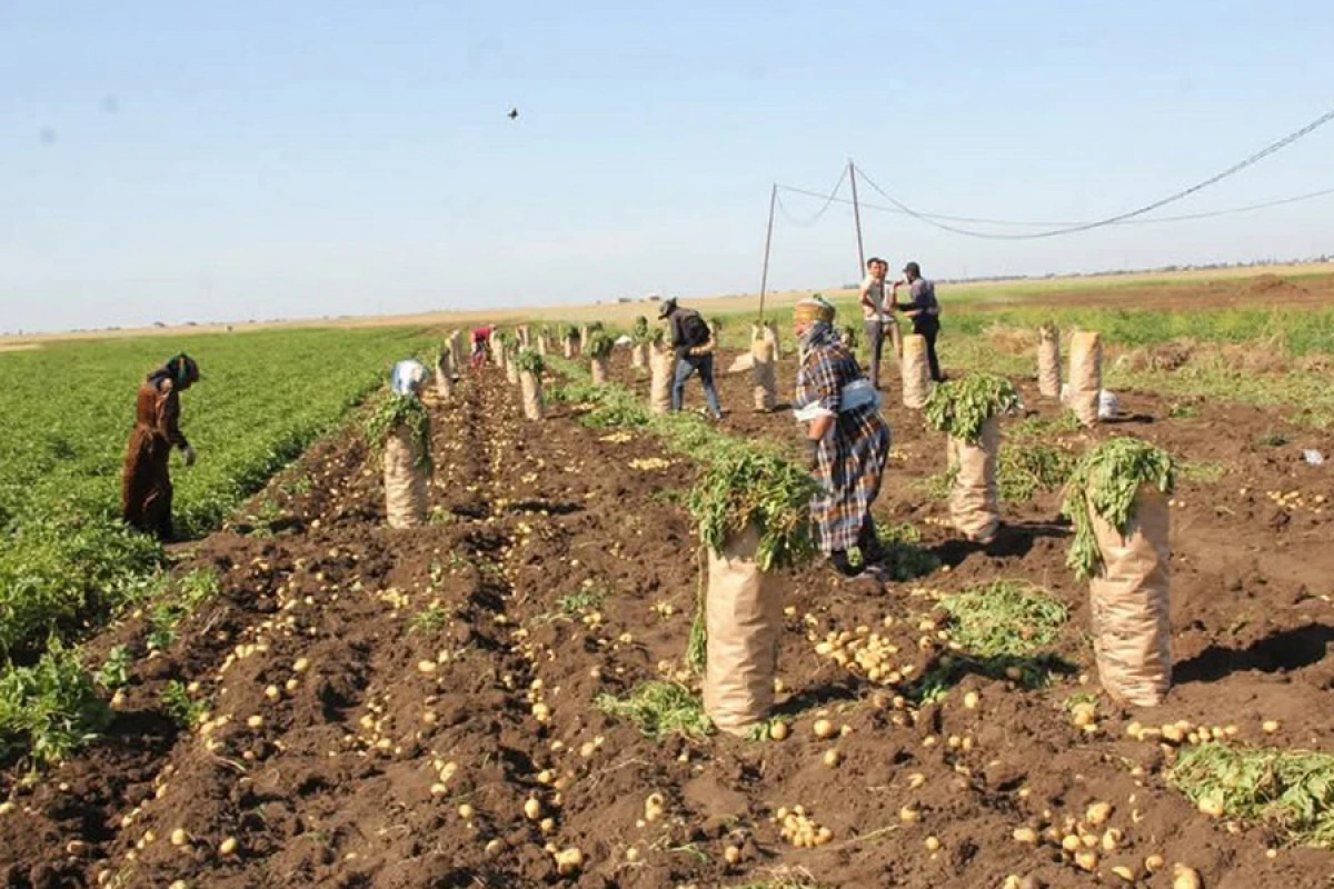 Cəlilabad kartofun yarıdan çoxu [[xaricə ixrac olundu]]