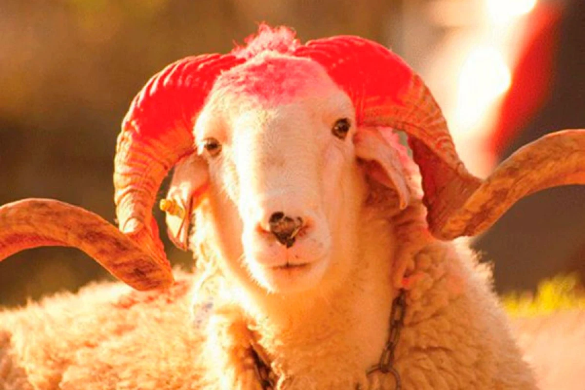 135 ünvanda qurbanlıq [[heyvanların satışı və kəsimi xidmətləri]] təşkil olunacaq
