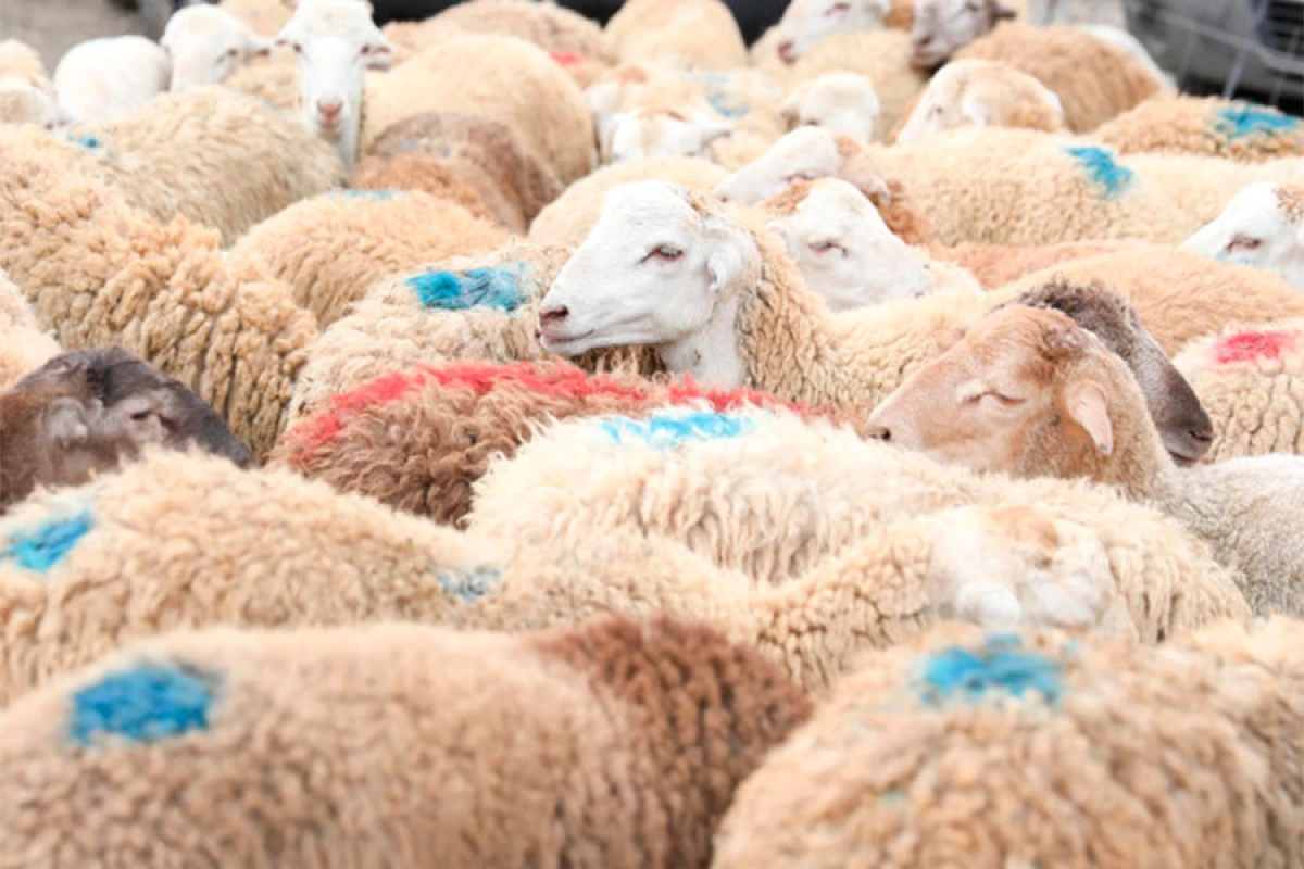 135 ünvanda [[qurbanlıq heyvanların satışı və kəsimi]] xidmətləri göstərilir