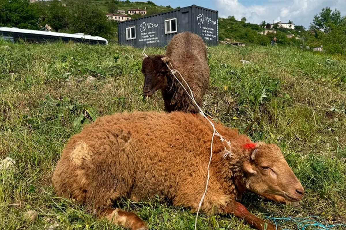Şuşada [[qurban kəsilərək]] sakinlərə paylanıldı