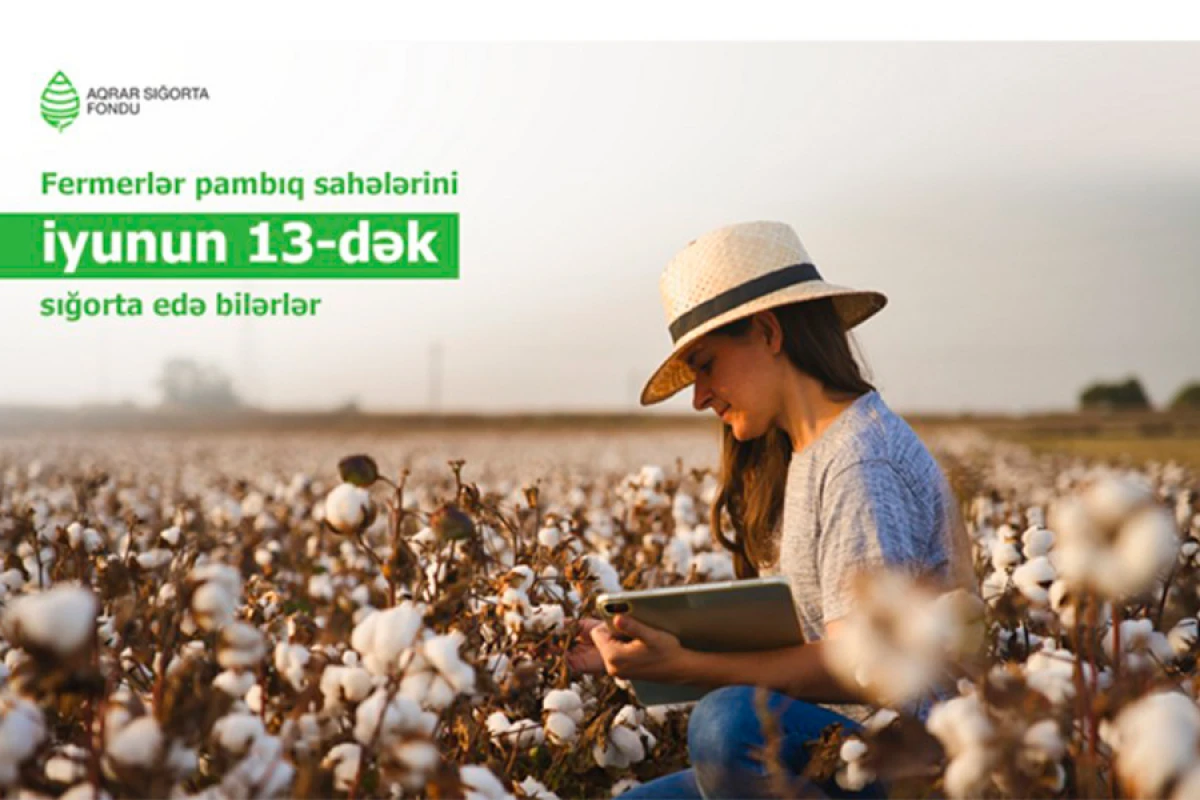 Pambıq sahələrinin [[sığortalanması]] davam edir