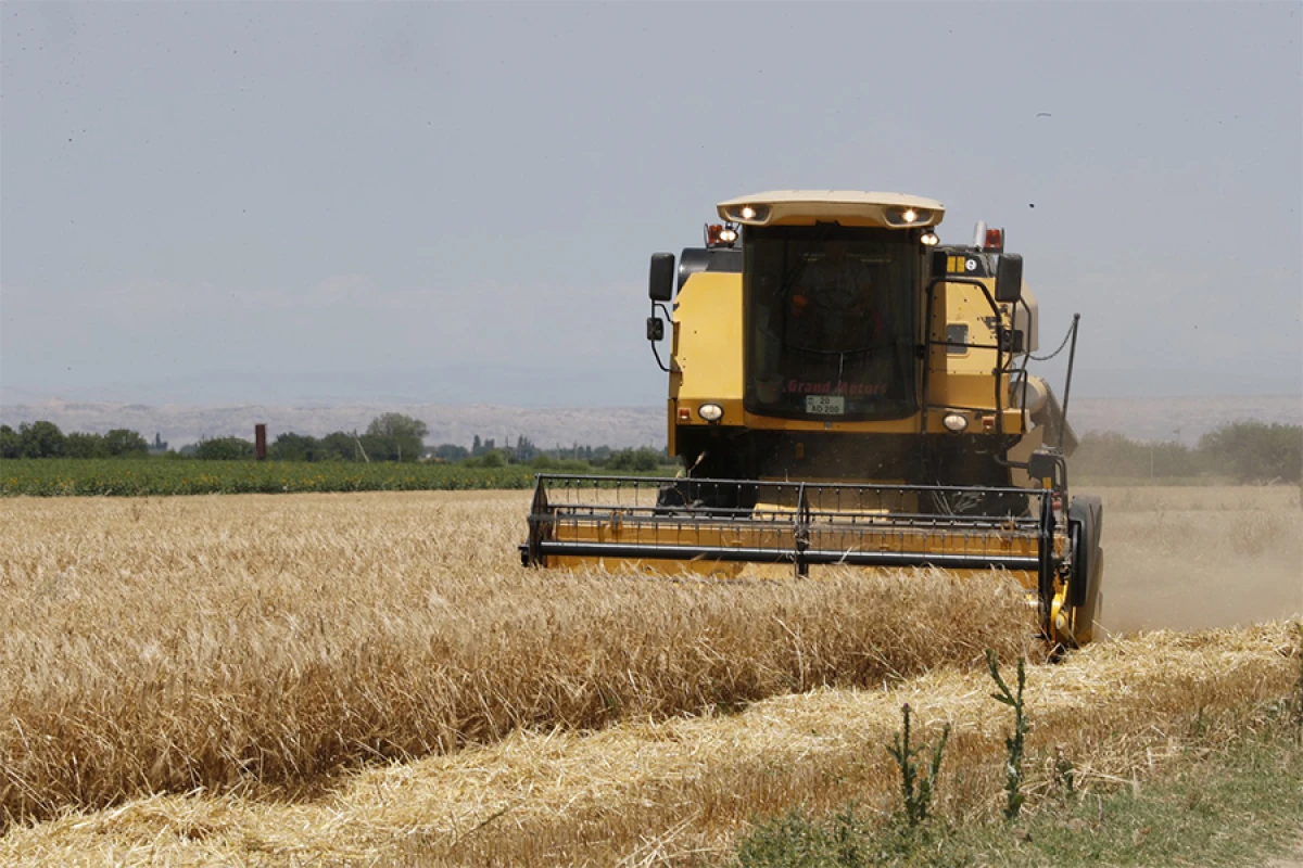 Payızlıq əkin sahələrinin [[36 %-də biçin]] başa çatdı