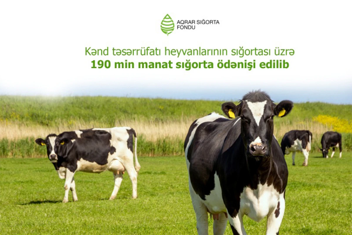 Kənd təsərrüfatı [[heyvanlarının sığortası üzrə]] 190 min manat ödənildi