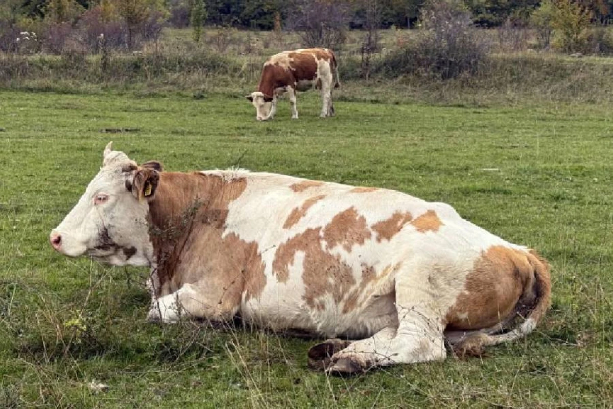 Yeni tədqiqat təbiətdə səssiz ünsiyyətin izlərini tapdı