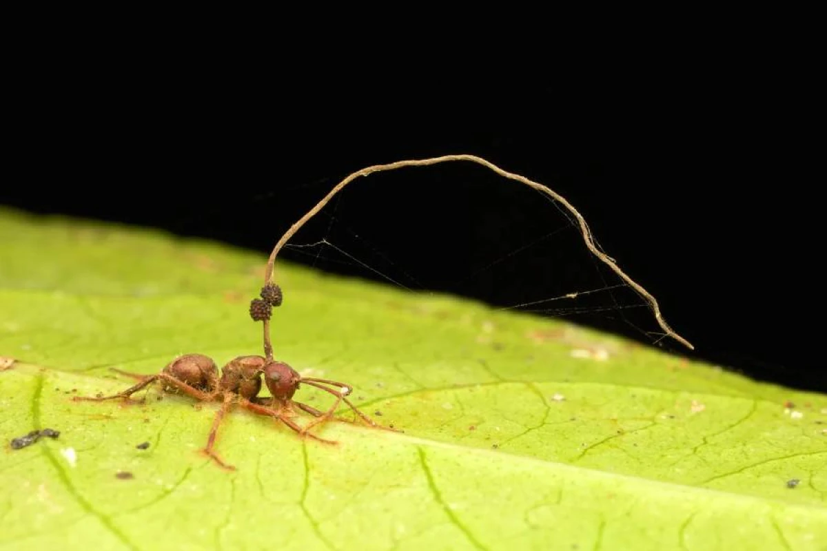 ÜST xəbərdarlıq etdi:  [[Yeni virus gəlir!]]