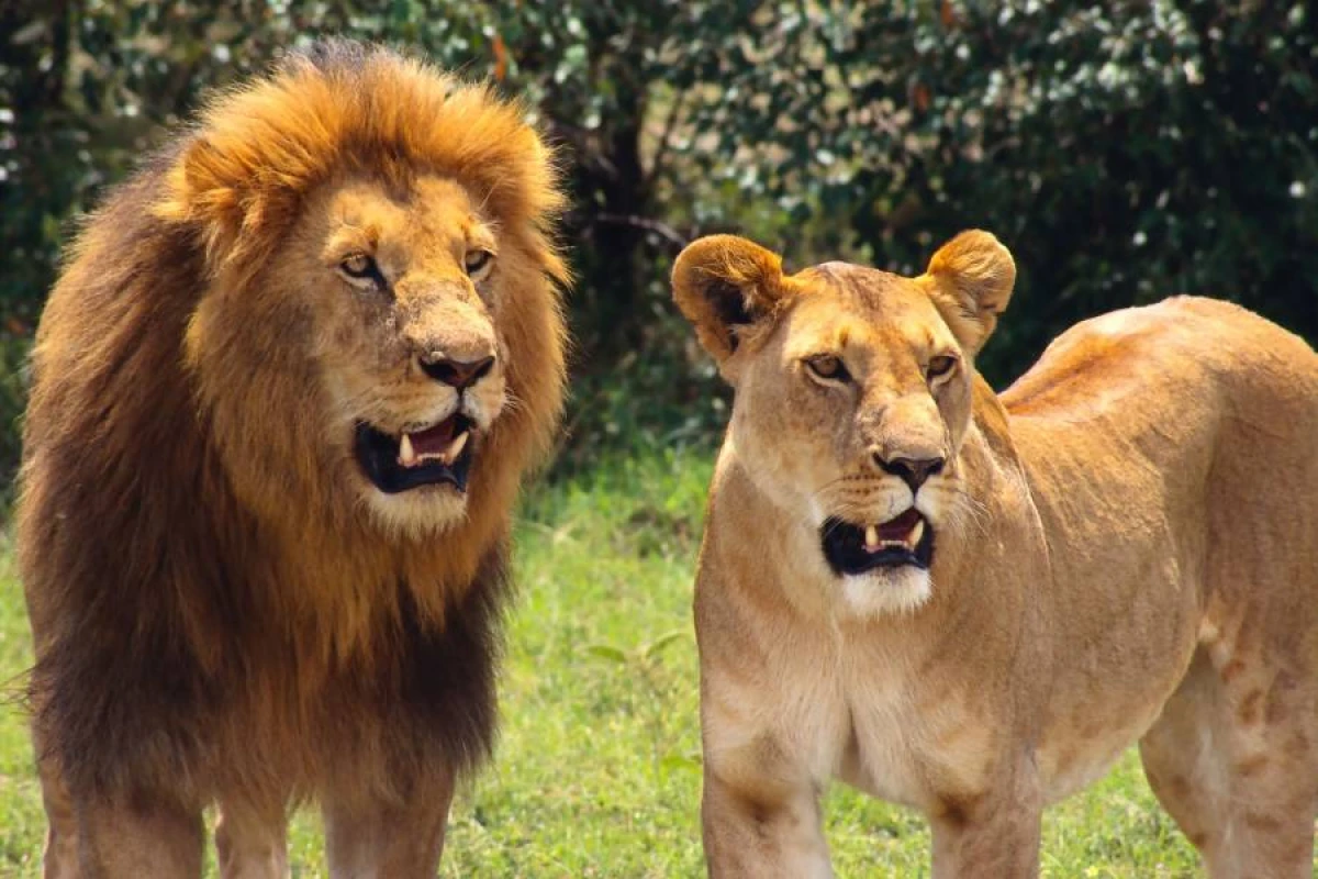 Taylandda zooparkda şir sürüsü baxıcını [[parçaladı]]