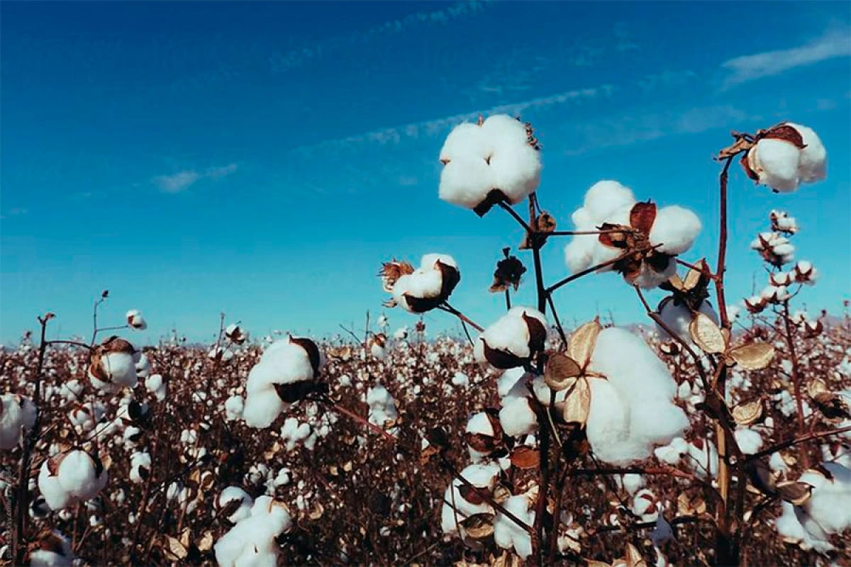 Pambıq ixracından gəlir [[10 %]] azaldı