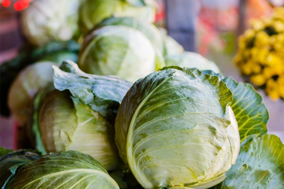 Belarusa [[kələm tədarükü]] bərpa edildi