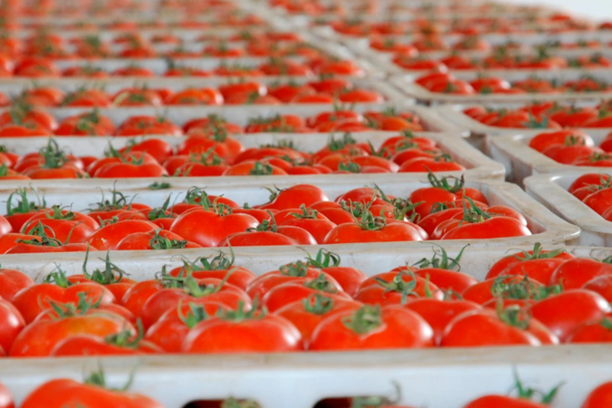 Xarici bazarlara pomidor ixracının həcmi 23,1% artdı