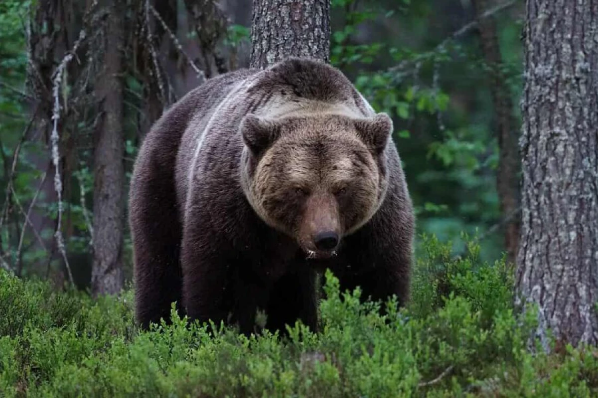 Yaponiyada ayı hücumlarına qarşı [[mübarizəyə başlanılır]]