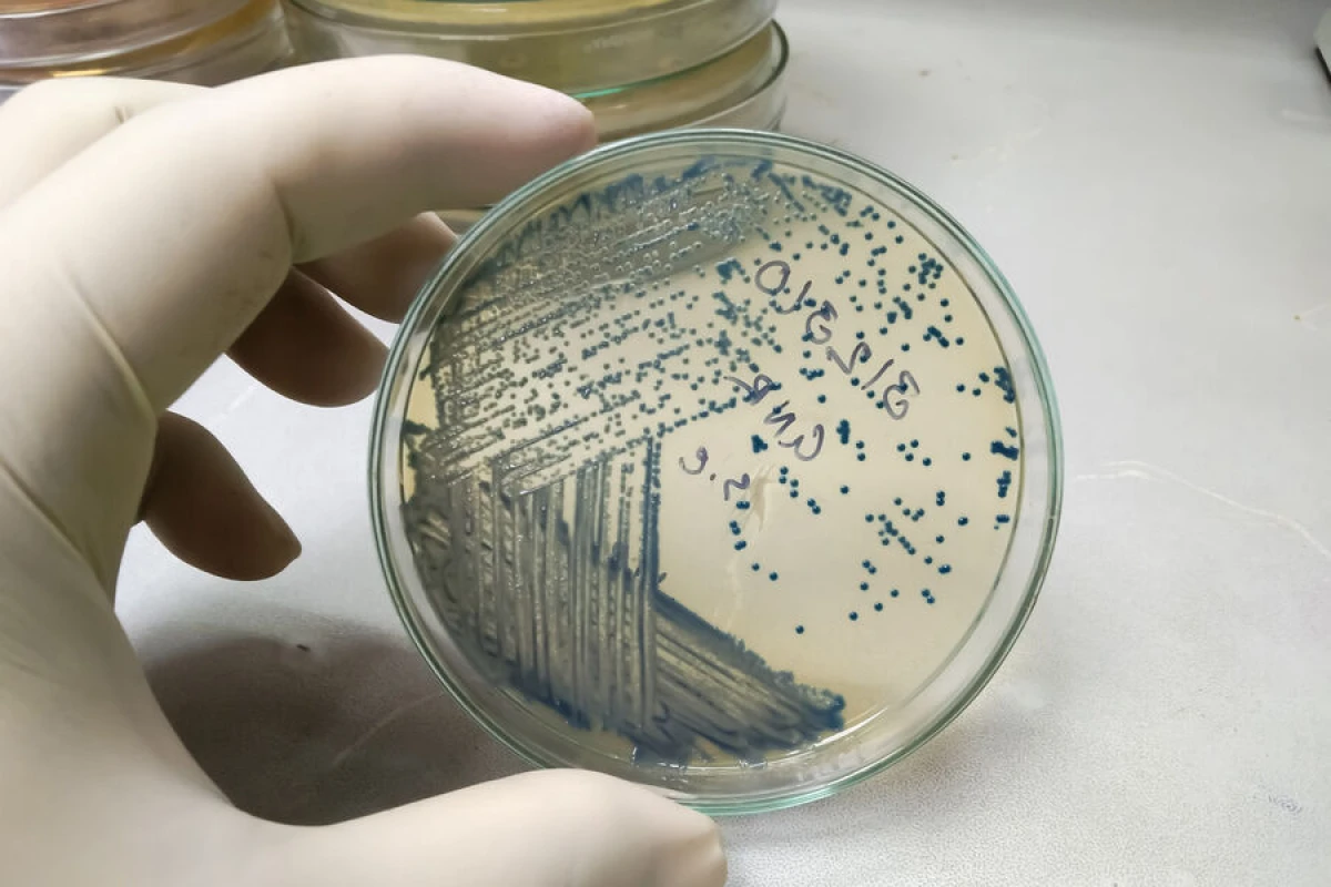 Bakteriyalarda zülal istehsalını artıran üsul [[tapıldı]]