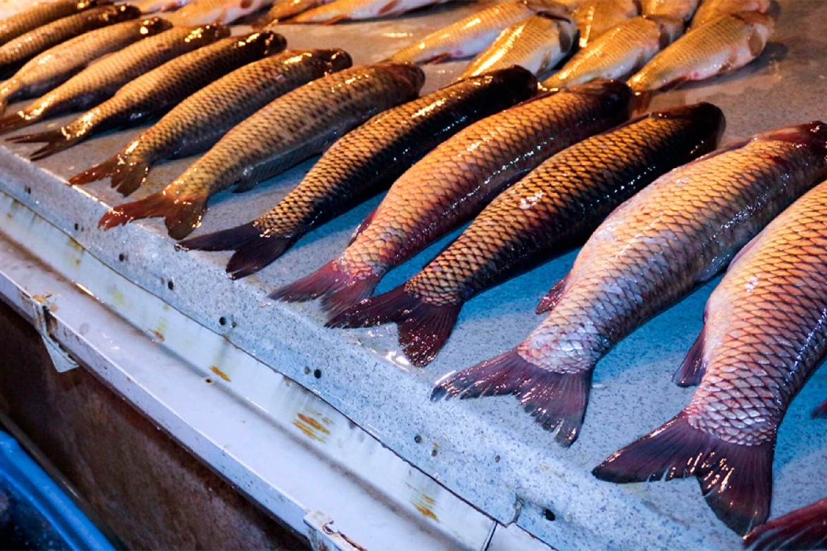 [[Balığın qiymətində artım:]] Nə vaxta kimi davam edəcək?