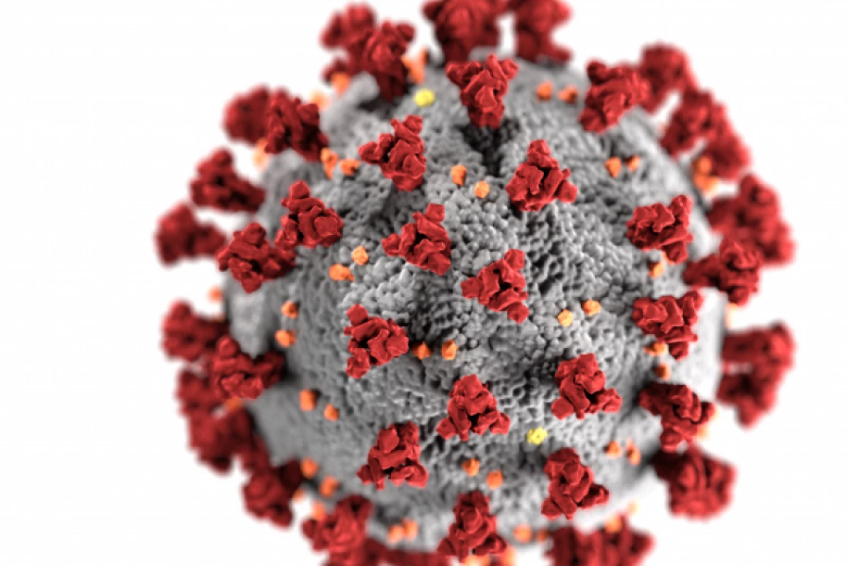 Braziliyada yarasalarda [[yeni koronavirus növü]] tapıldı