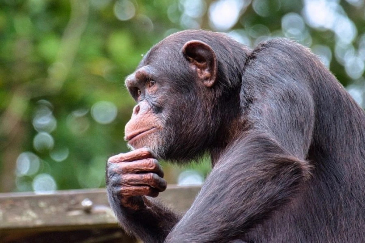 Şimpanzelər fikirlərini dəyişə bilirlər [[- ARAŞDIRMA]]