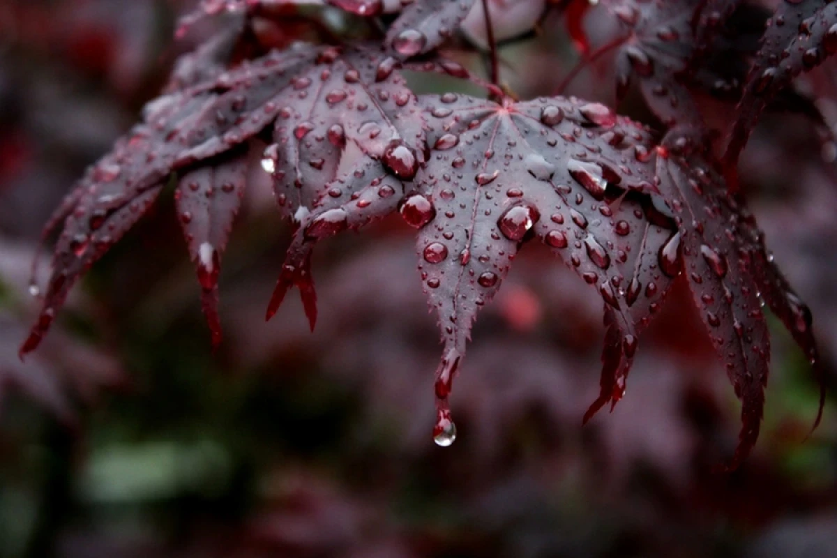 Sabah [[bəzi yerlərə]] yağış yağacaq