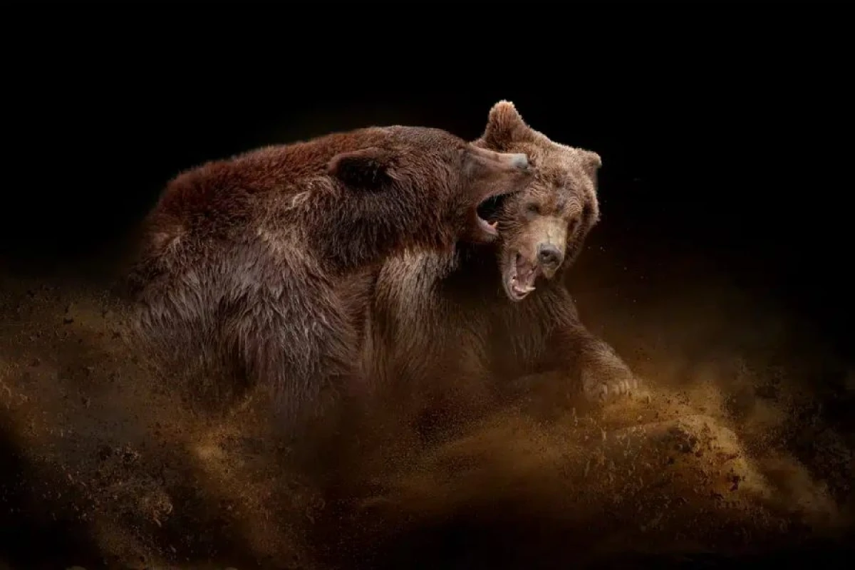 [[Nəsli kəsilmiş]] nəhəng ayı növü aşkar edildi