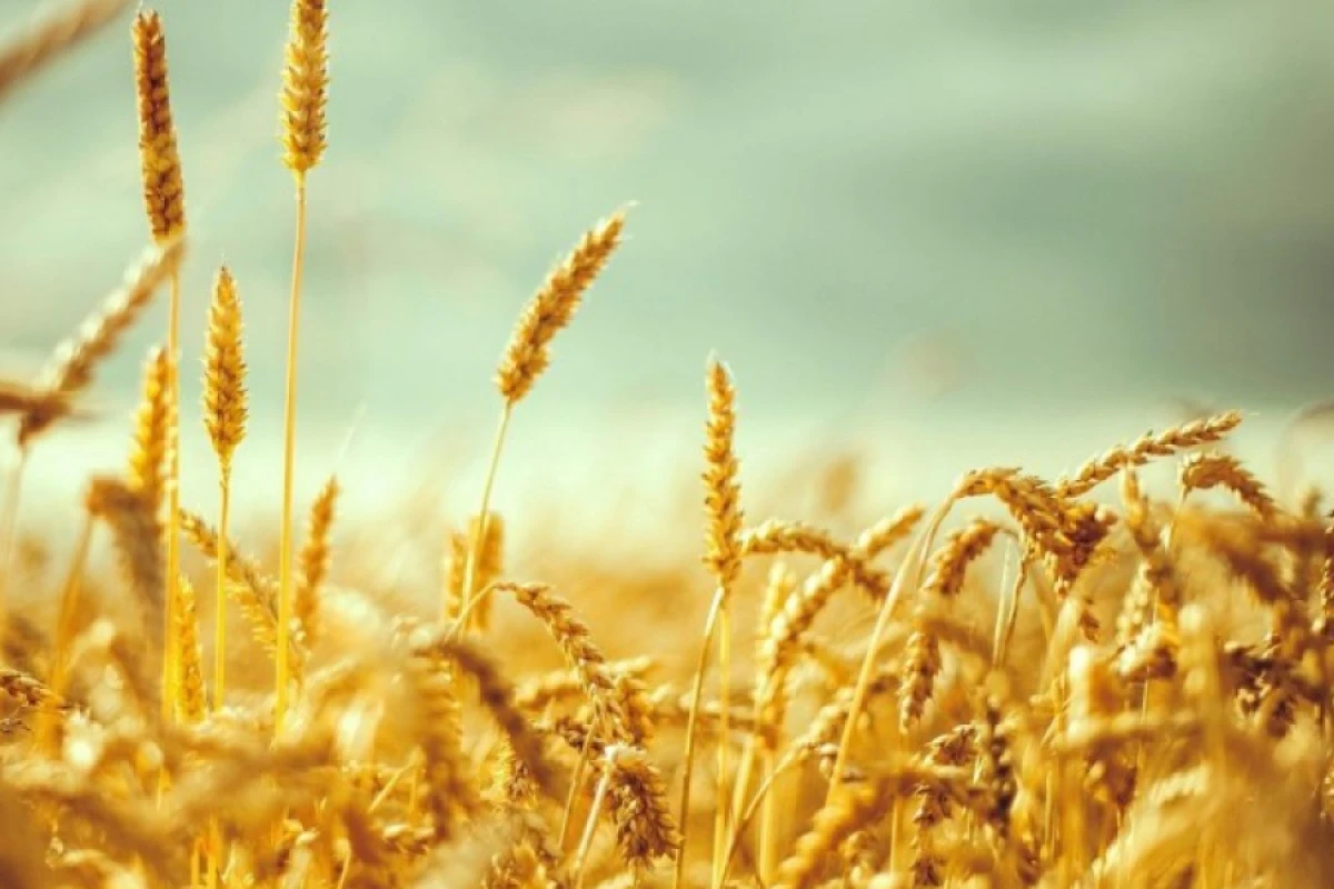 Ermənistan tərəfi Qazaxıstandan Azərbaycan vasitəsilə taxıl tədarük edildiyini açıqladı