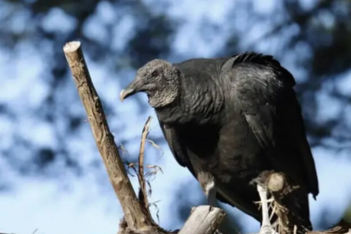 Xaçmazda şəhərin mərkəzində [[kərkəs tutuldu]]