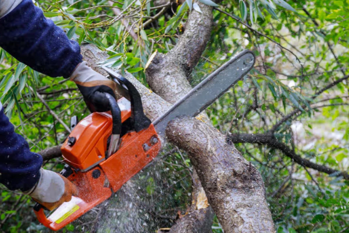 Zərdabda qanunsuz [[ağac kəsən şəxs]] saxlanıldı