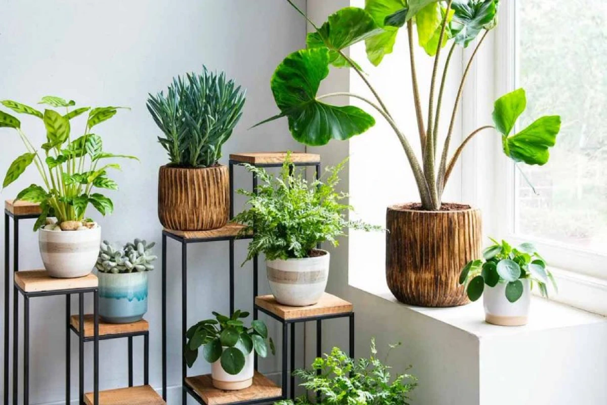 [[Otaq bitkiləri]] insana fiziki və psixoloji təsir edə bilər