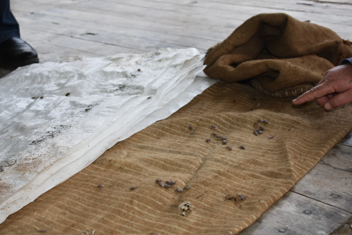 Bölgələrdə qəhvəyi mərmər bağacığına qarşı [[“Tap, Məhv et ” kampaniyası davam edir]]