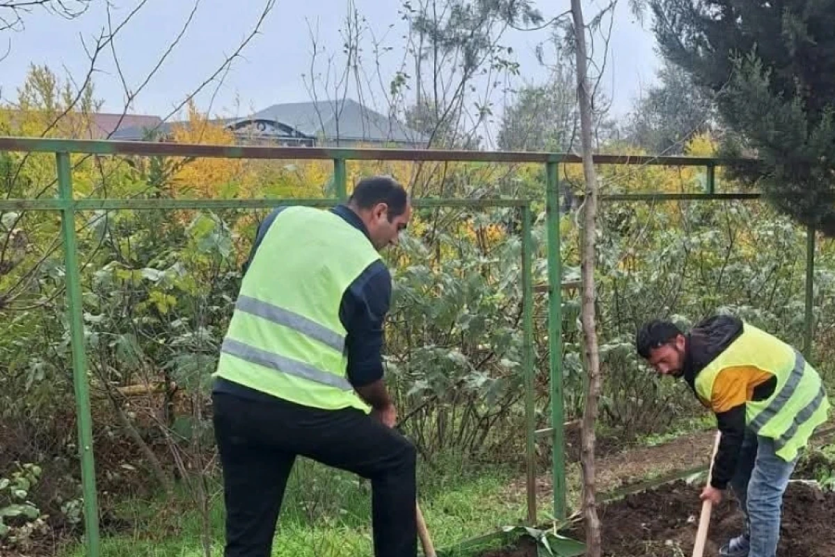 Cəlilabadda [[70 ədəd "Şərq tuyası"]] ağacı əkildi