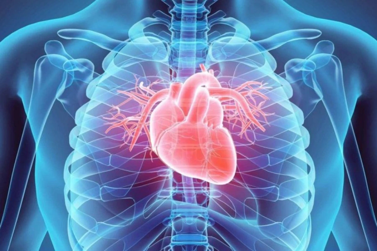 Ürək və damar üçün [[faydalı qidalar açıqlandı]]