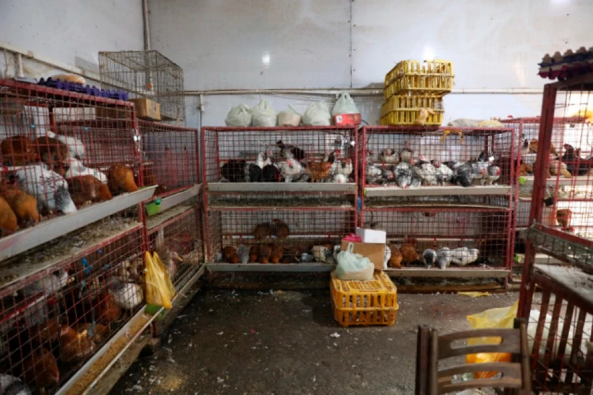 "8-ci km" bazarında [[quş kəsimi yerinin]] fəaliyyəti dayandırıldı