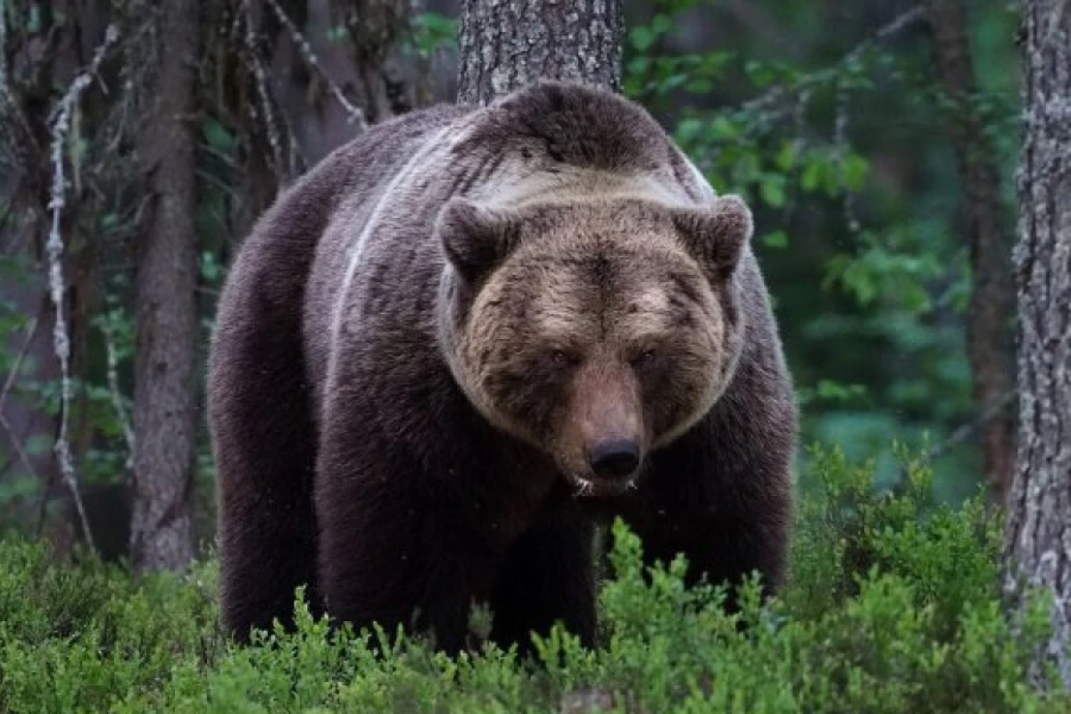 Kəlbəcərdə [[ayı təsərüfata]] hücum etdi