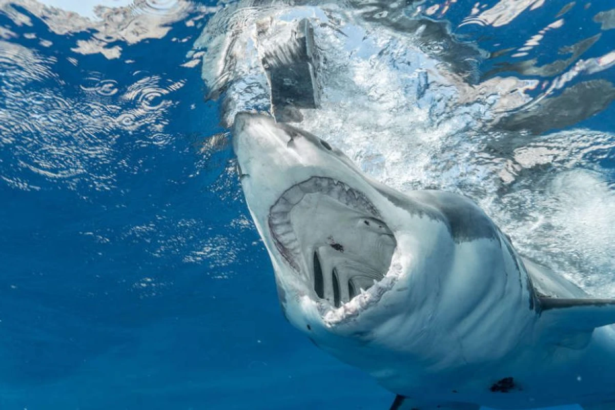 [[Köpəkbalığı]] insanlara hücum etdi