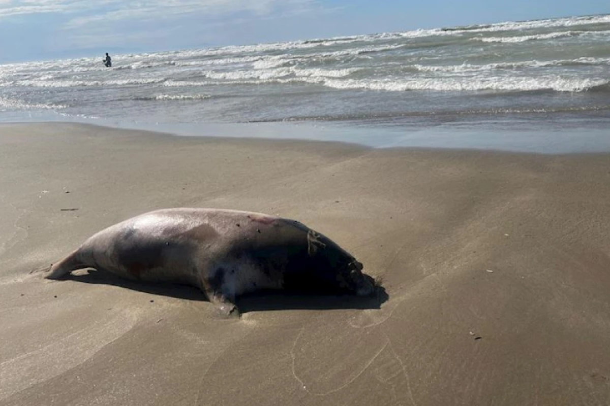 Xəzərdə [[ölü suitilər]] aşkar edildi