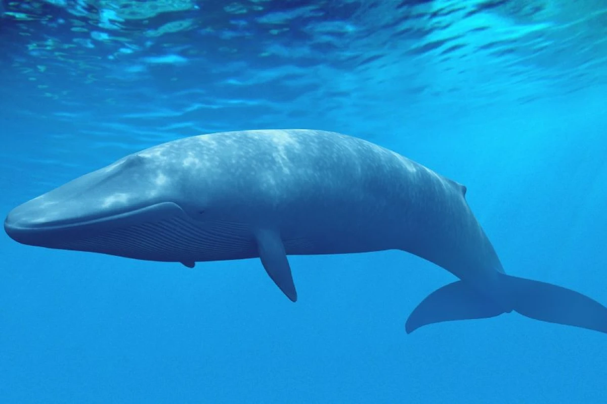 “Mavi Balina” yenə can aldı: [[Kim dur deyəcək?]]