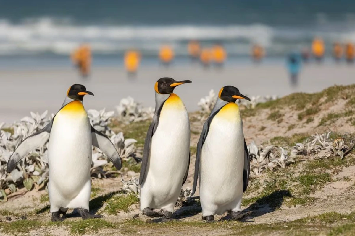 Pinqvinlərin nəsli [[kəsilir]]