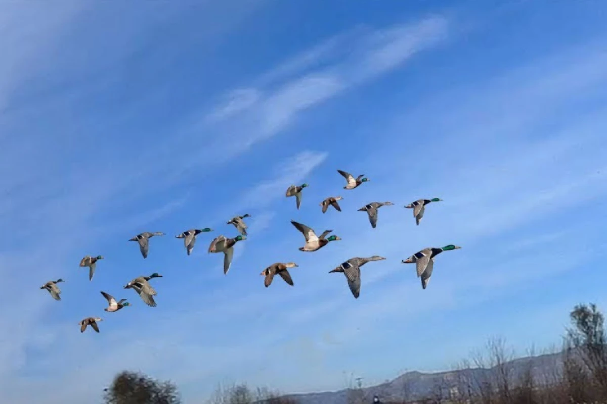 Qanunsuz ov edən [[şəxs saxlanıldı]]