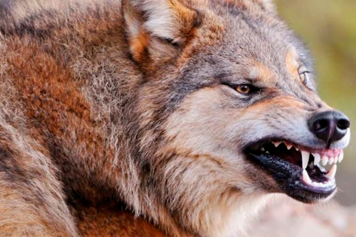 [[Canavarlar]] iki kəndə hücum etdi