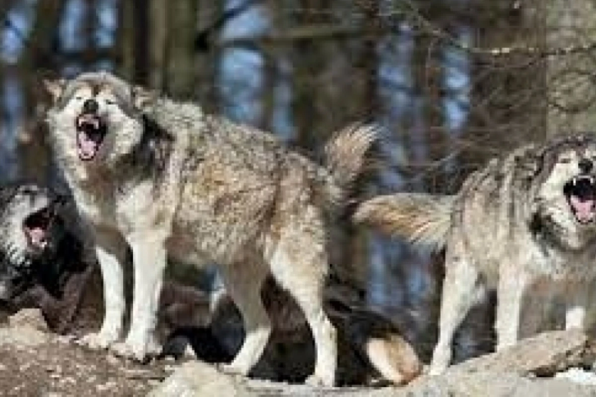 Şəkidə canavar hücumu - [[5 nəfər yaralandı]]