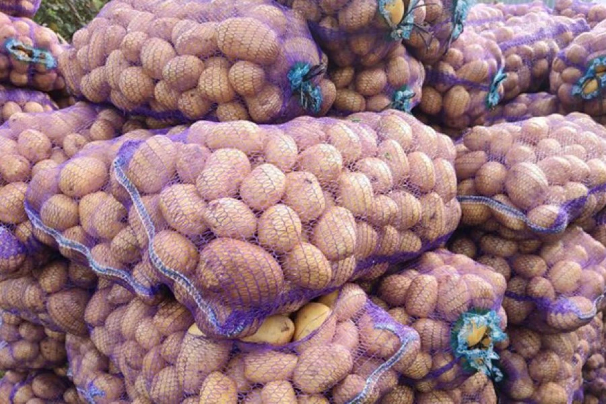 Rusiya Belarusdan 21 ton kartofun idxalını [[dayandırdı]]