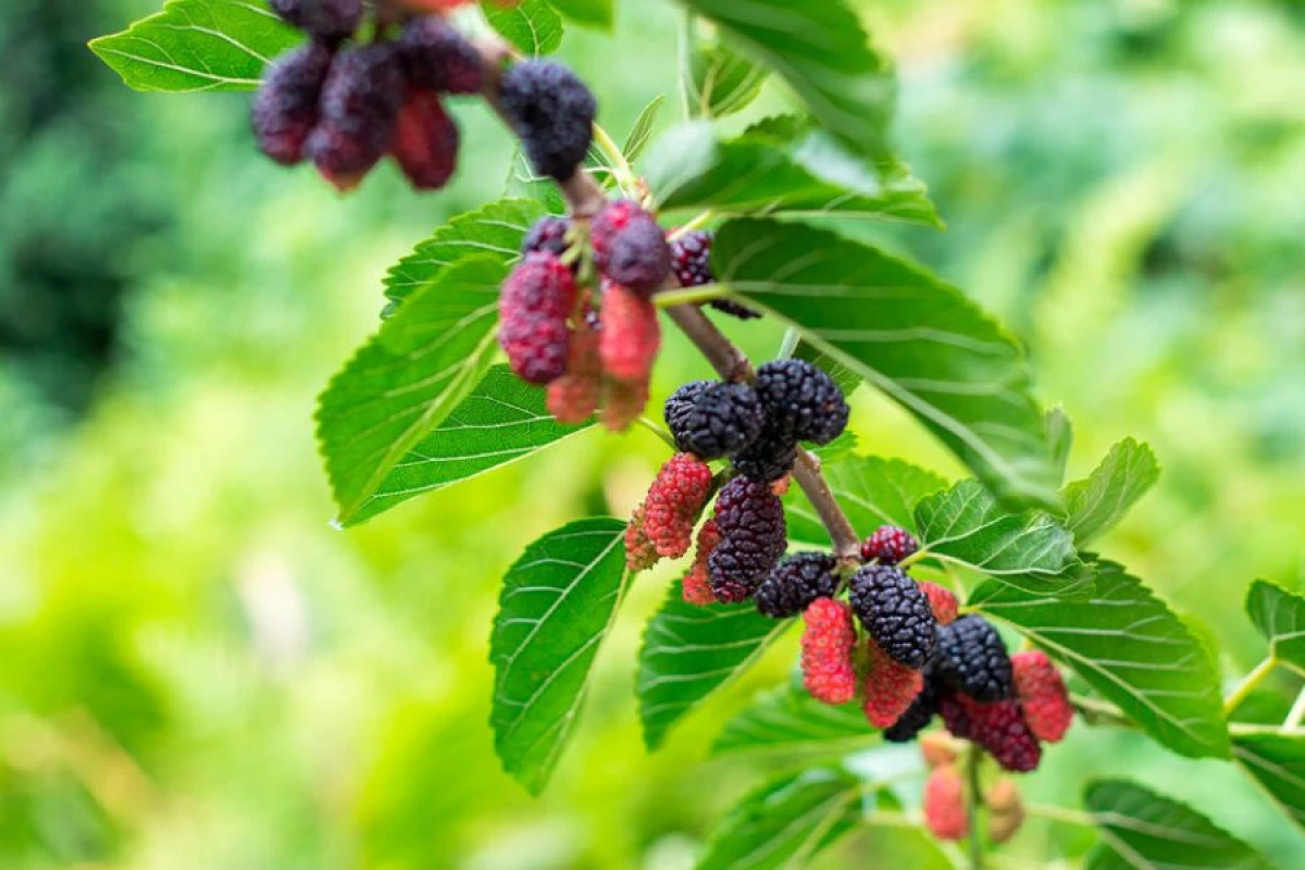 Tut qaraciyər sağlamlığını [[yaxşılaşdıra bilər]]