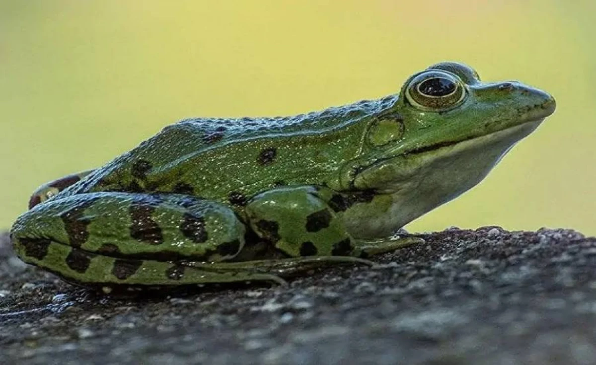 Yapon qurbağasında [[xərçəngə qarşı bakteriya]] kəşf edildi
