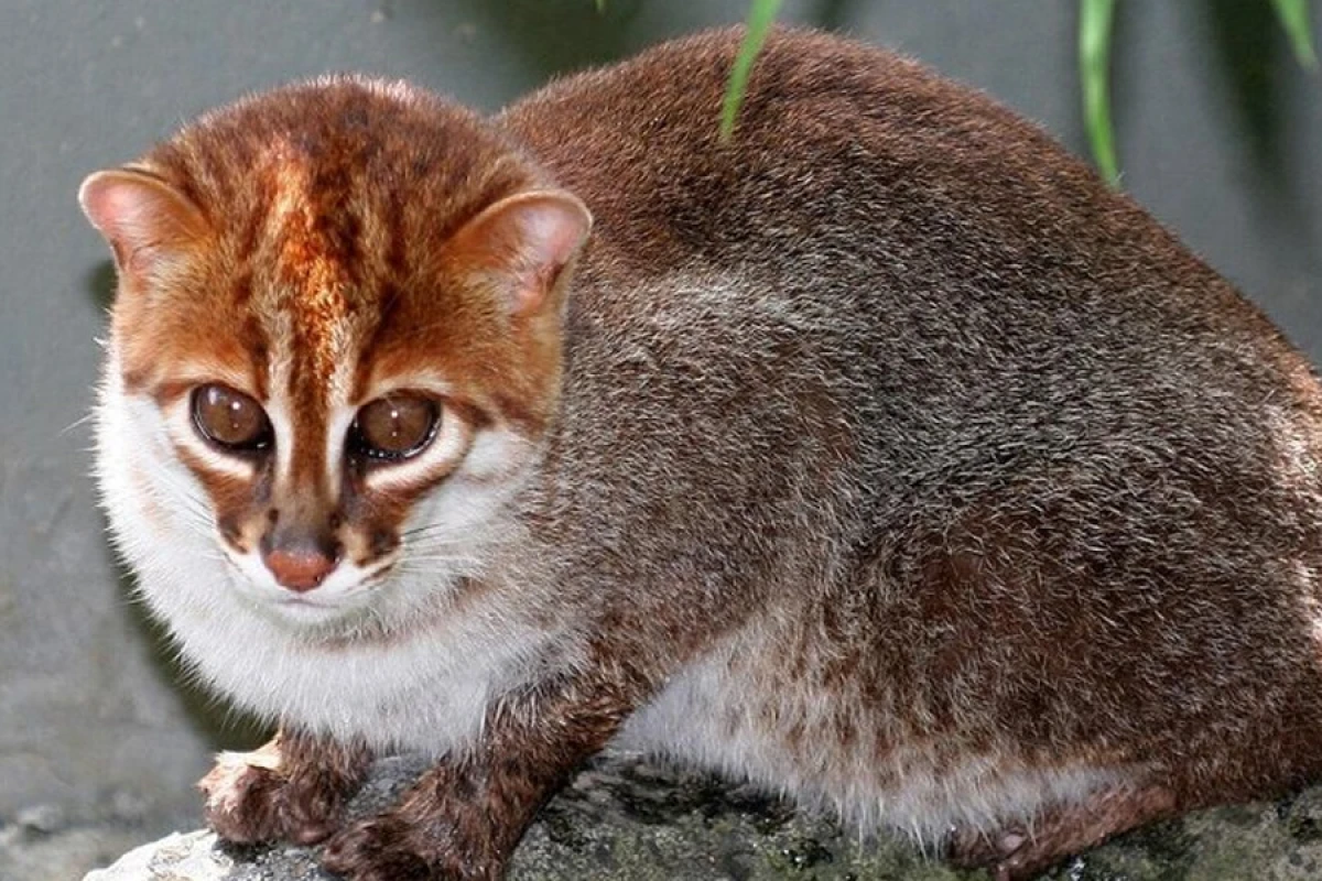 Tailandda [[30 ildən sonra]] Sumatra pişikləri tapıldı