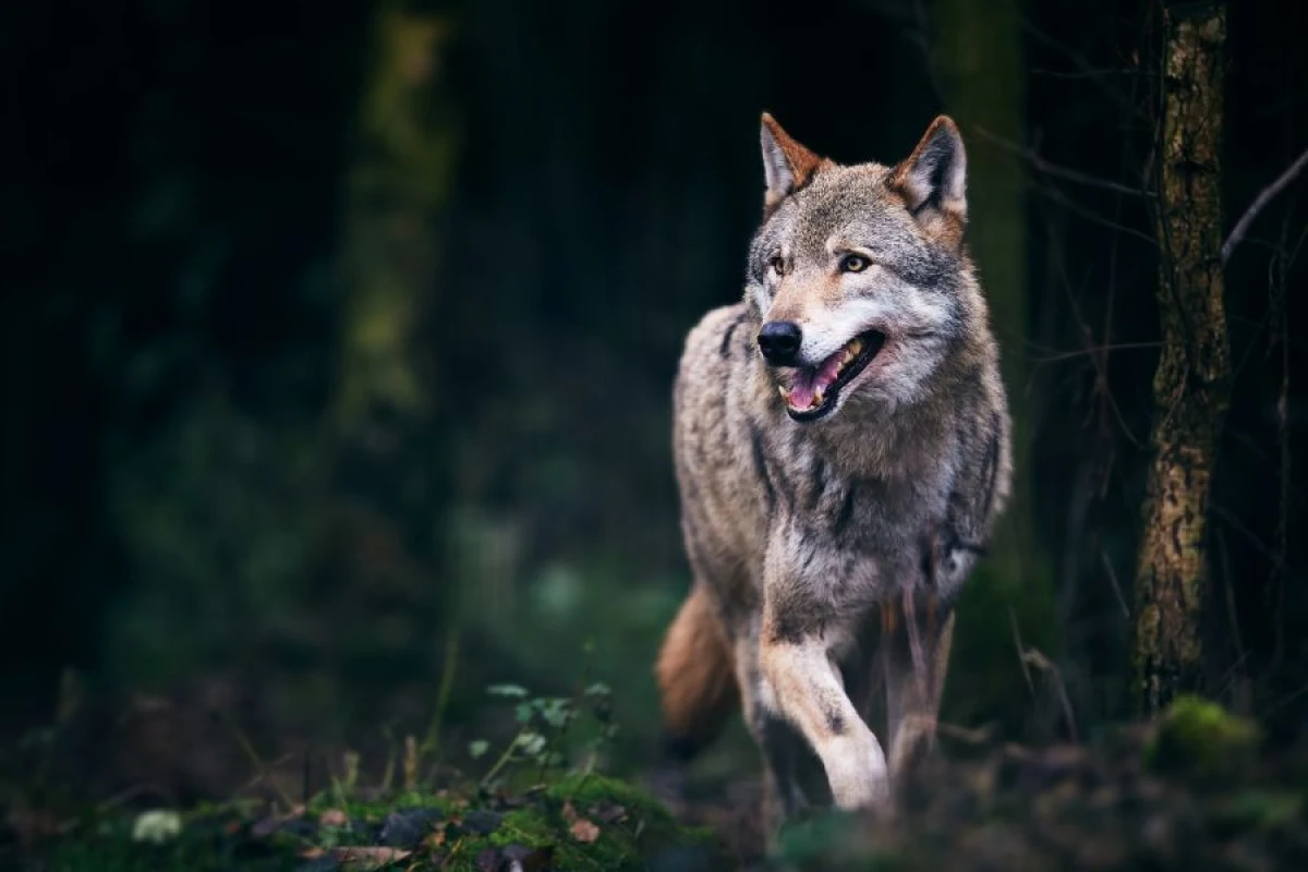 Canavar necə insanın [[ən yaxın dostuna]] çevrildi?