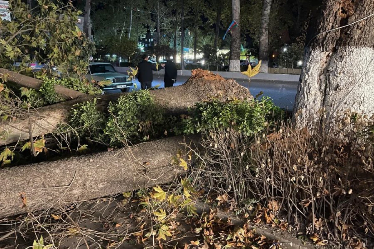 Güclü külək [[fəsadlar törətdi]]