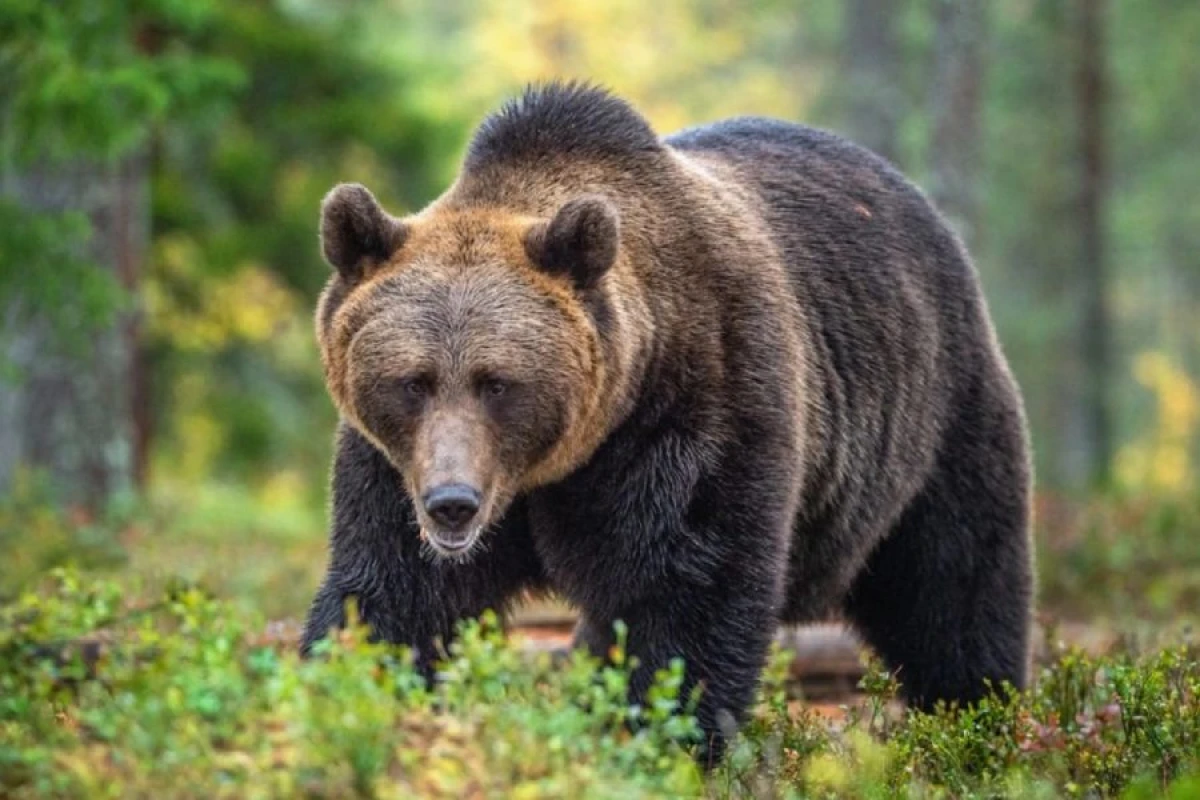 Cənubi Koreyada ayı yetişdirilməsi [[qadağan edildi]]
