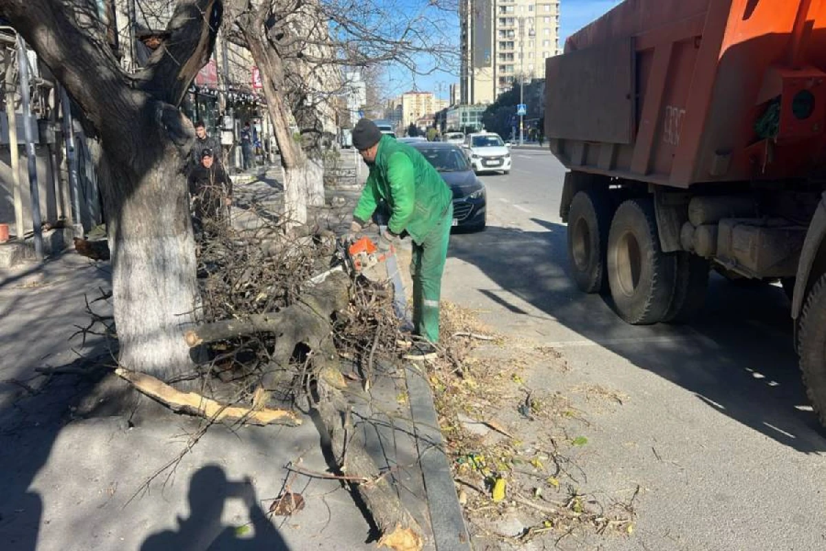 Bakıda güclü külək [[9 ağacı sındırdı, 6 ağacın budaqları qırıldı]] FOTO