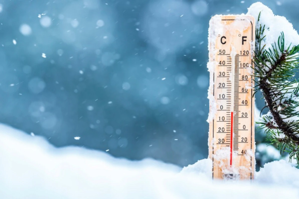 Şahbuzda qarın hündürlüyü [[yarım metrə çatıb]]