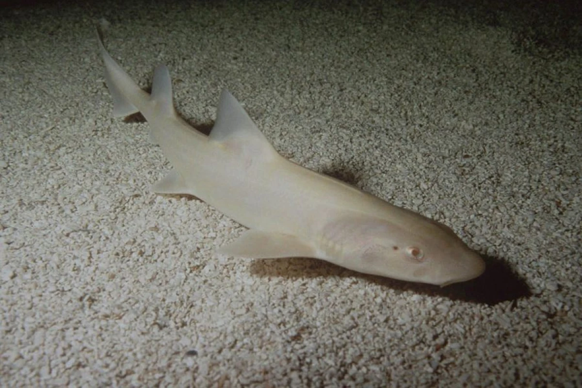 Albinos köpəkbalığı [[aşkar edildi]]