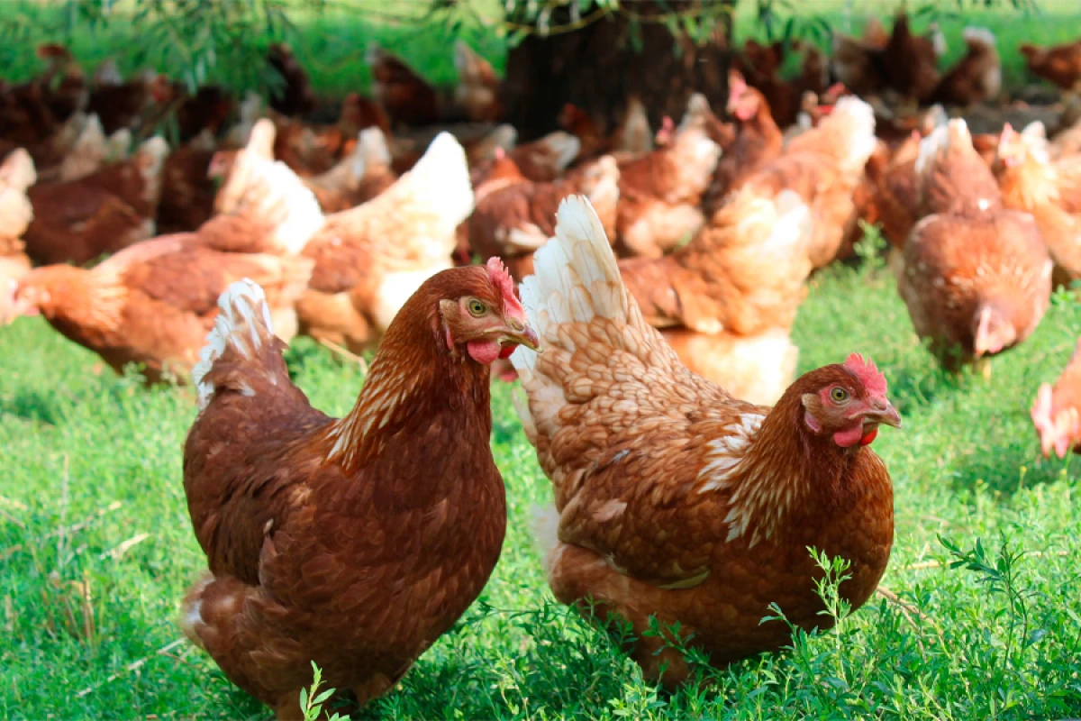 Quş qripinə yoluxma aşkarlanmayıb [[- RƏSMİ]]