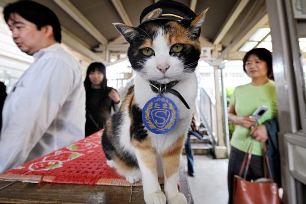 Yaponiyada pişik [[“stansiya işçisi”]] vəzifəsinə təyin edildi