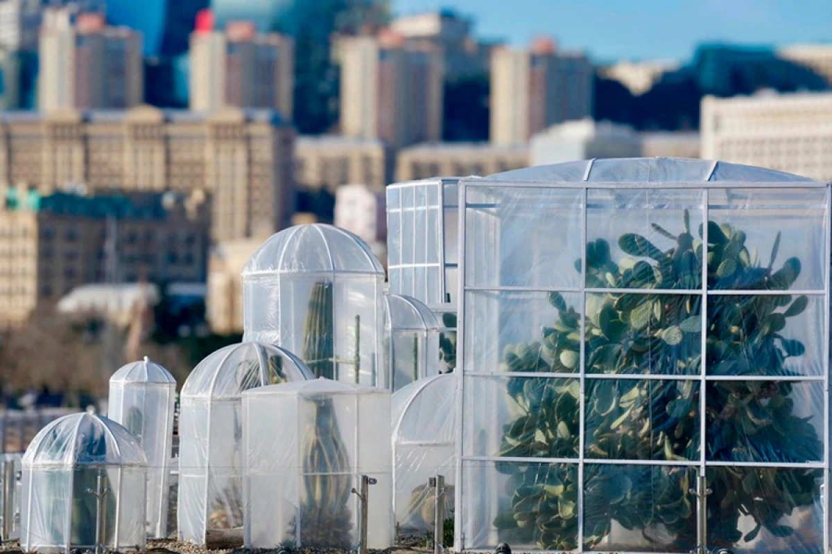 Bulvardakı kaktuslar [[soyuqlara görə xüsusi qaydada]] örtüldü