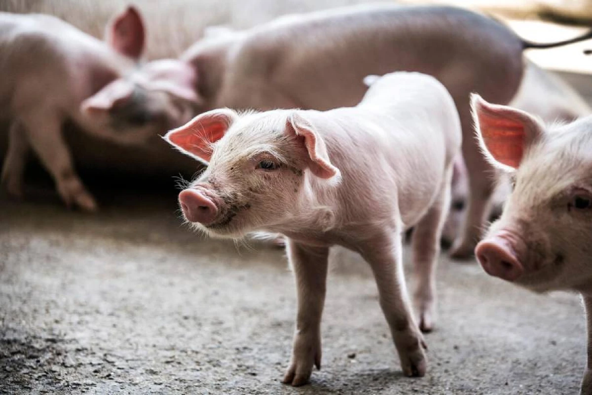 Cənubi Koreyada [[Afrika donuz taunu]] xəstəliyi qeydə alındı